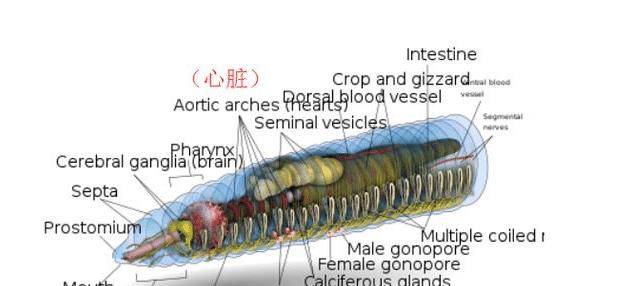 上图为蚯蚓的横切面,其中红色的圆环就是它的心脏关于蚯蚓断成几段