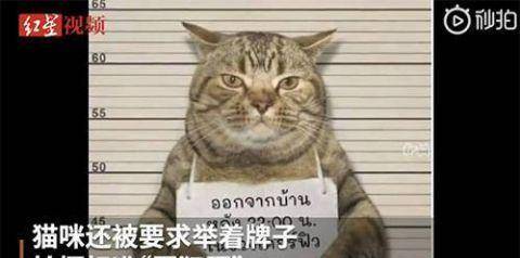 原创泰国猫咪因违反外出禁令被逮捕举牌拍罪犯照