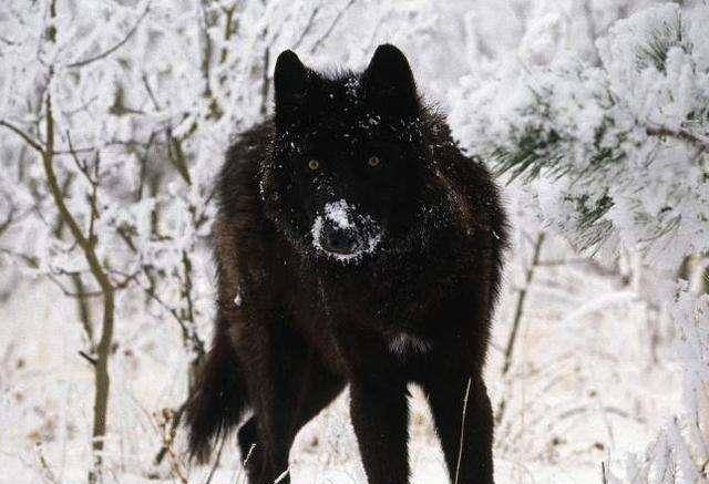原创世界上最大的狼,也是唯一一种可以与大型猫科动物硬扛的狼
