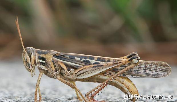 原创吃了几个月的蝗虫,他还是痛苦地死了!科学家破解千年木乃伊谜案