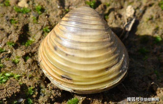河蚬入侵美国,威胁核电站安全,没东亚吃货怎么追杀都是白搭