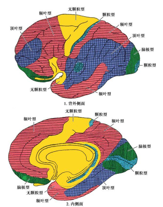 临床神经解剖学精讲 — [太详细了]_大脑