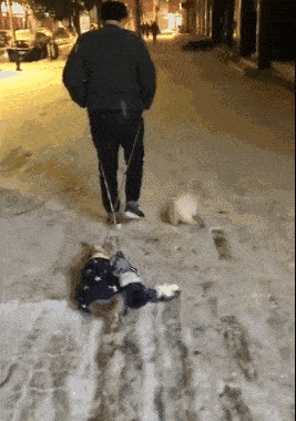 原创狗狗雪地里玩的不肯回家,主人只好一路拖着走