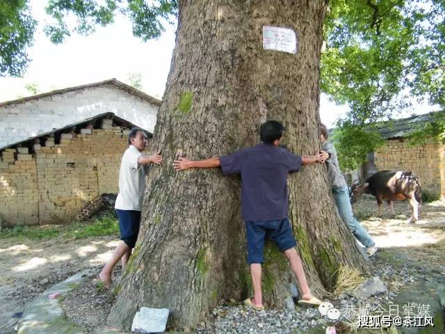 原创办法虽土但实用恭城栗木用水泥糊树起作用