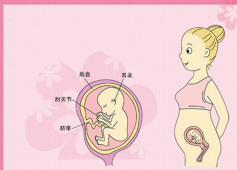 十七周孕妇肚子多大很多孕妈不清楚来听听妇科医生和你说说