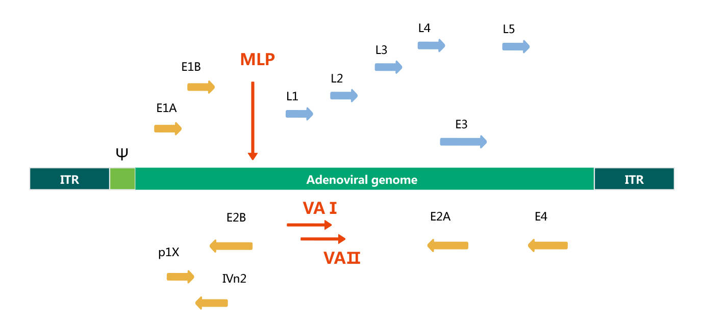 参与病毒dna的复制;itr的内侧为病毒包装信号Ψ,参与腺病毒基因组的