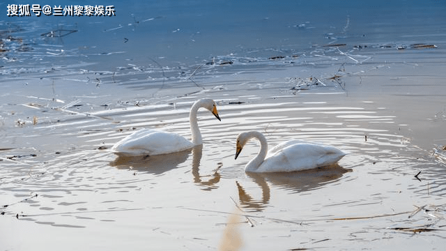 原创美丽的兰州三江口天鹅滩