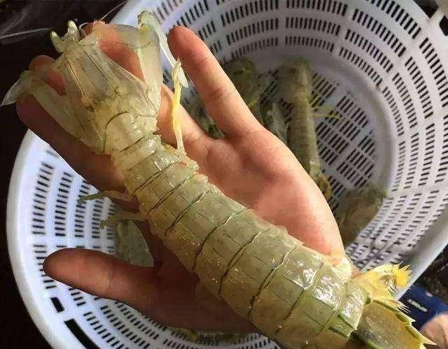 原创皮皮虾还分"公母"?分辨的方法很简单,一学就会!