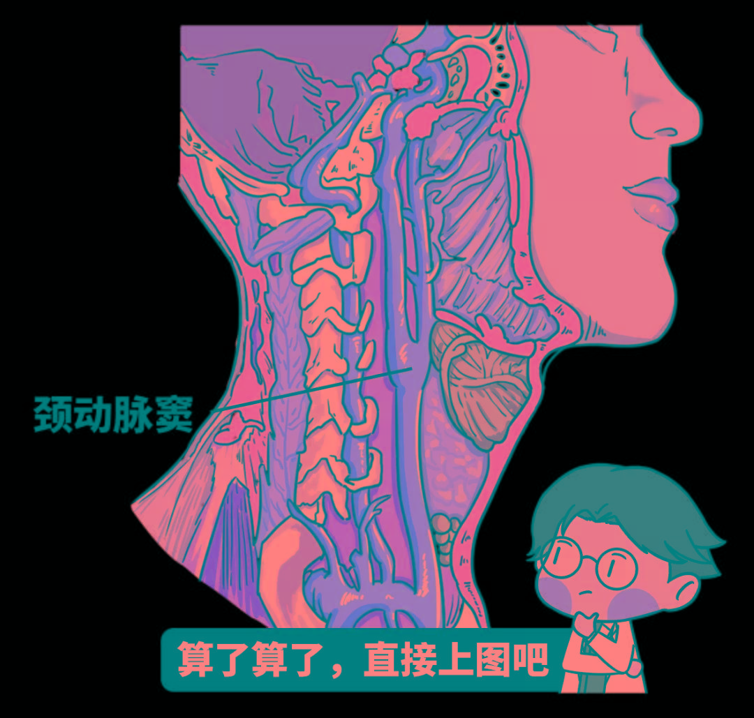 外界其他压力也会激活它的"刹车本能,就比如亲吻的时候,颈动脉窦被人