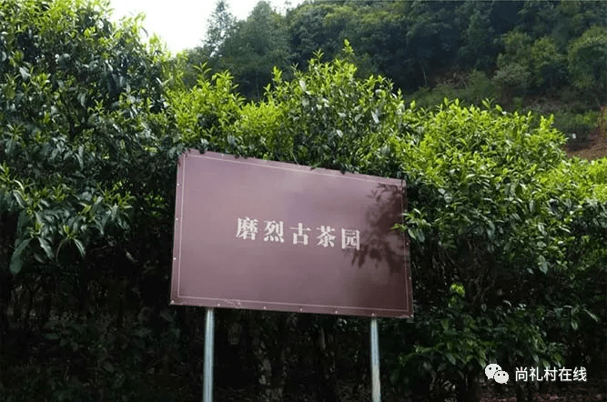 吉象三十六山|勐库后起之秀磨烈,东西合璧引人赞叹