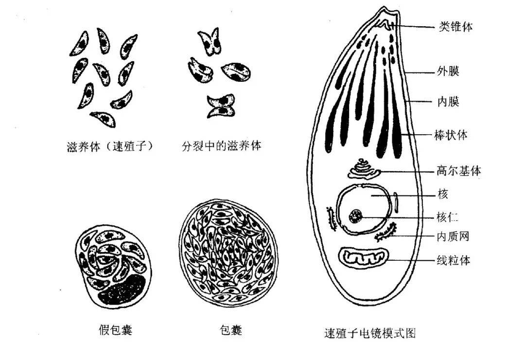 【人畜共通传染病】养猫会得弓形虫吗?到底是咋得的!