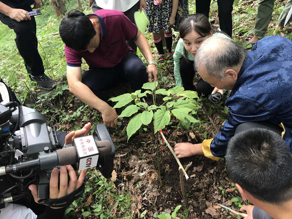 采野山参系红绳三拜九叩千年人参会跑道听途说vs确有其事