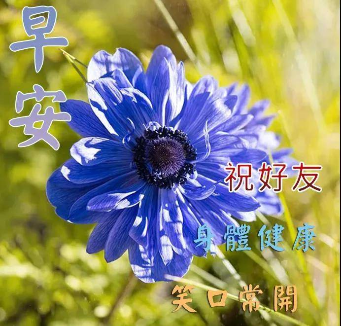 8张非常漂亮的早上好图片鲜花带字 免打字聊天的早安问候动态图片鲜花