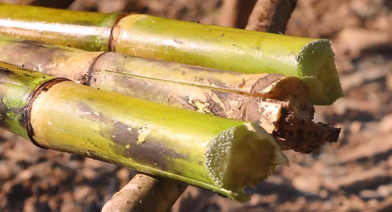 原创小时候妈妈常做的火烧甘蔗比直接吃还要甜南方小伙伴都不陌生