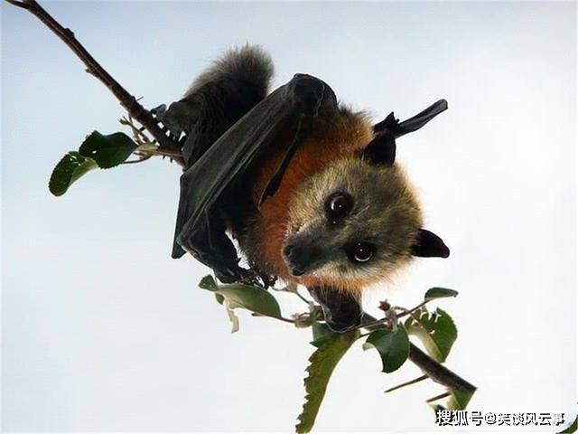 澳大利亚近70万失去栖息地,逃难蝙蝠进城,最大展翅达1.5米