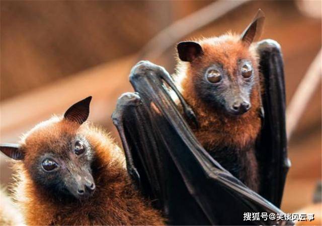 澳大利亚近70万失去栖息地,逃难蝙蝠进城,最大展翅达1.5米