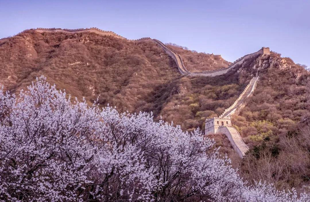 春天,长城与花海恋爱了,北京怀柔河防口长城内外,上千亩的杏花,山