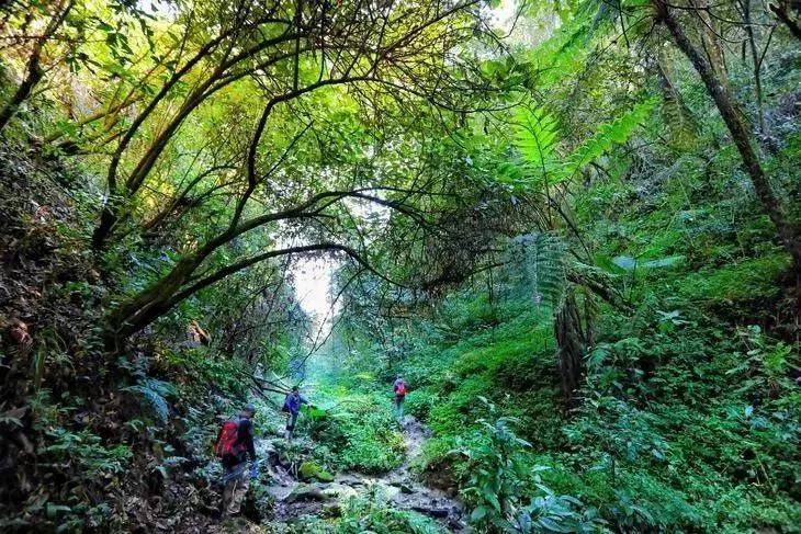 原创1000株!绝迹百年矮马先嵩惊现高黎贡山,为何我国独有?有何价值