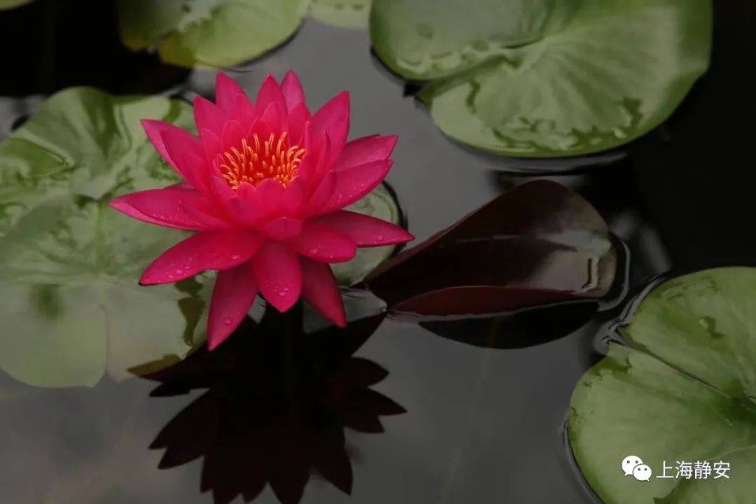 谭群是一款耐寒型的莲花品种,花期长,开花可从夏季一直开到秋季,开花