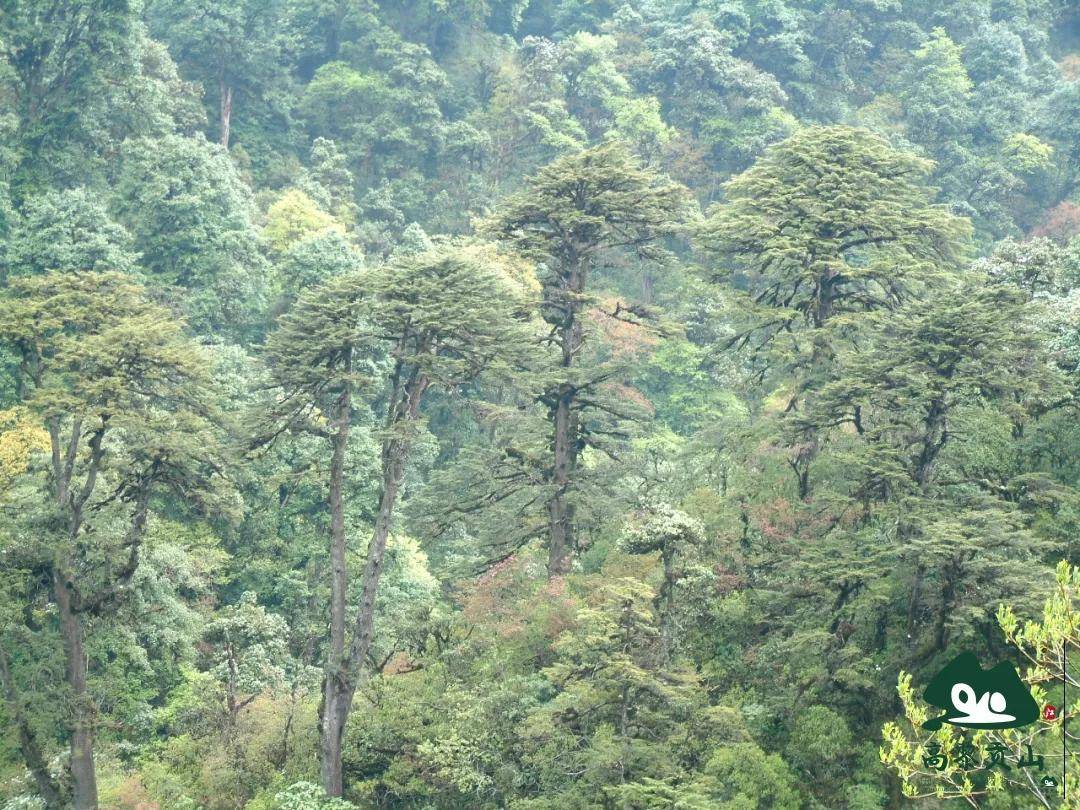 常绿阔叶林带从山谷到山顶有着从南亚热带到寒温带的各类森林植被