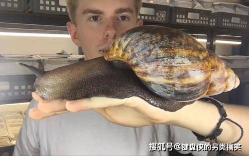非洲大蜗牛究竟有多可怕蜥蜴被直接秒杀五分钟不到吃干抹净