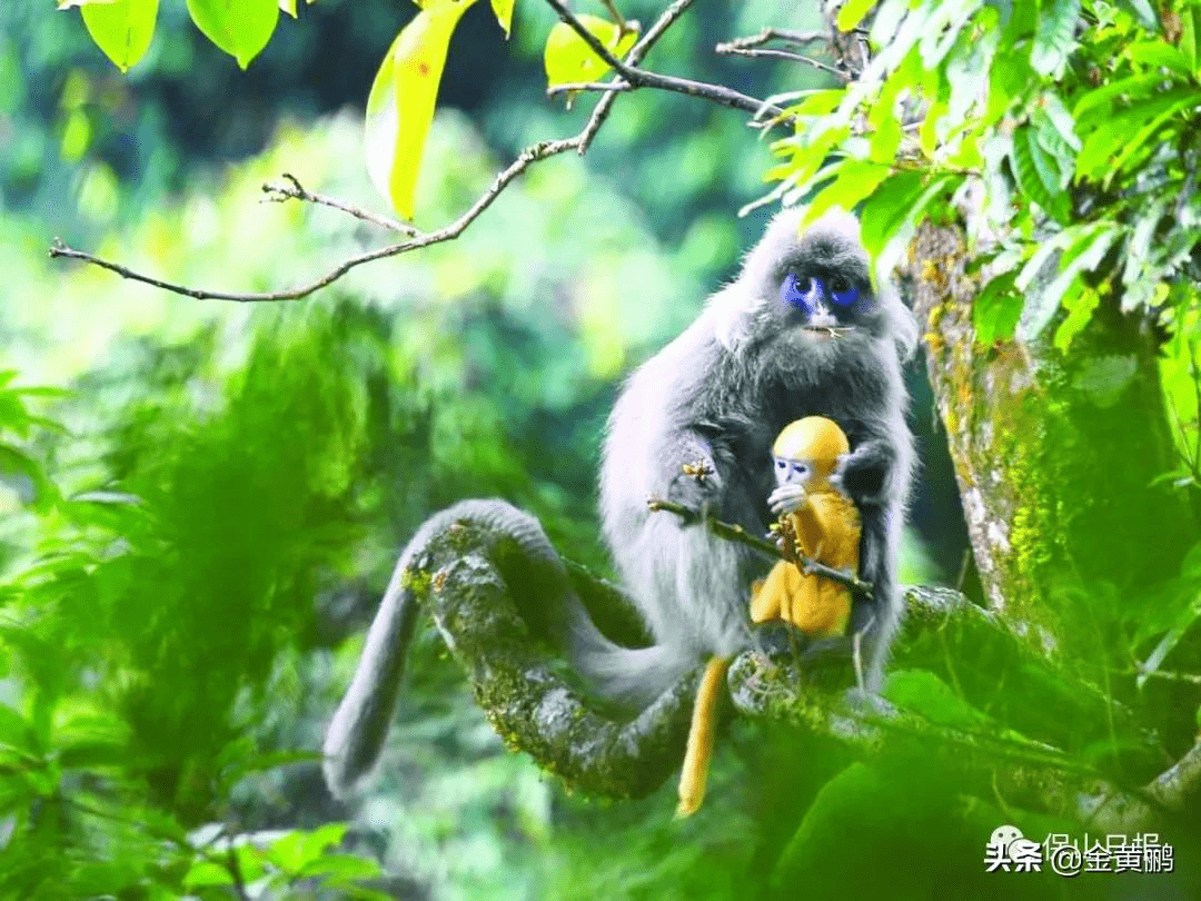 筑牢高黎贡山生物多样性安全屏障