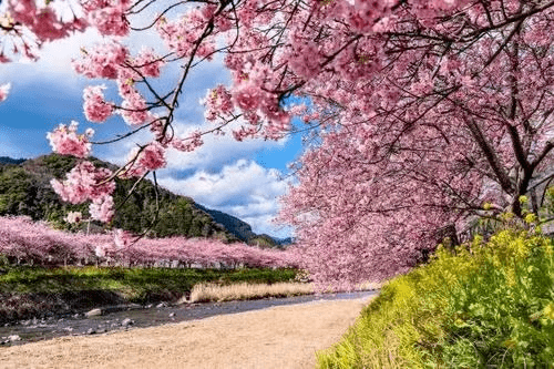 台 湾樱花园落地福建南安清境桃源景区