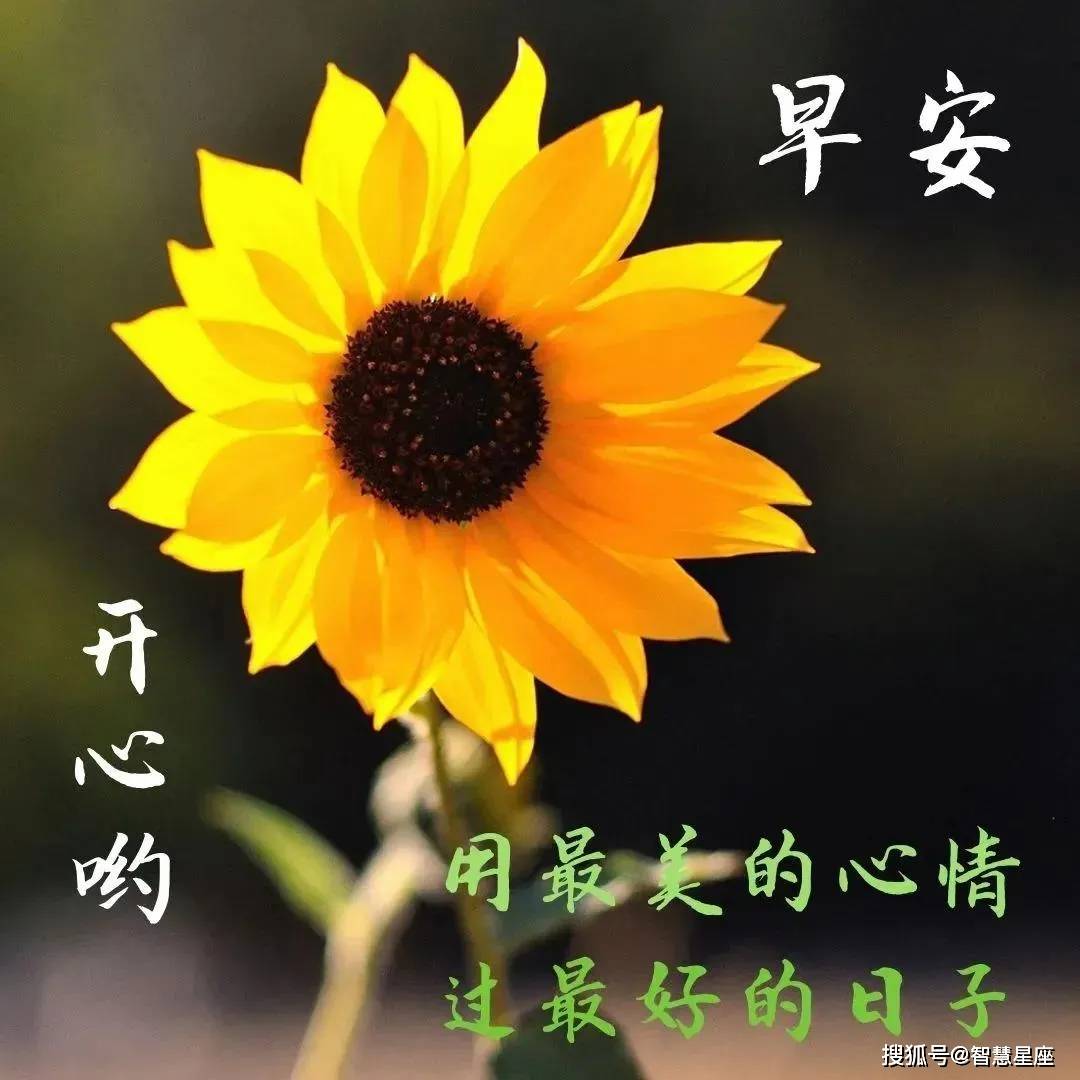 8张最新漂亮秋日早安问候动态鲜花, 创意唯美秋日早上
