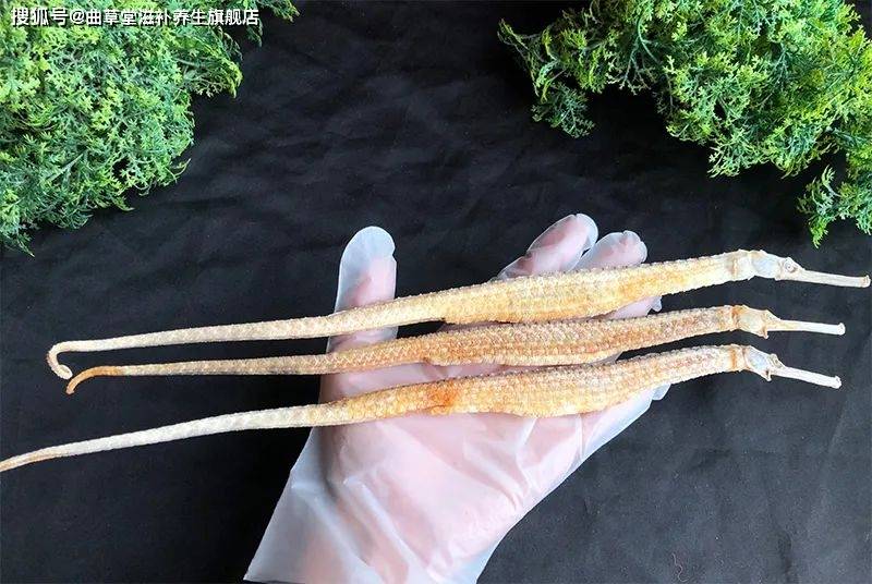 海洋珍品——海龙的功效与作用