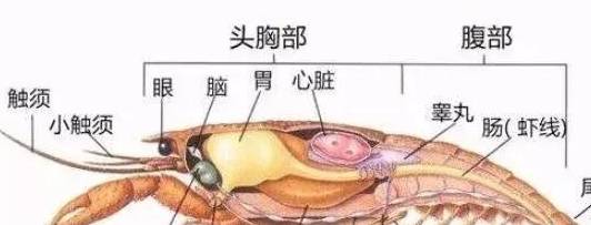 这是一张虾类的剖面图 各个部位被标的很清楚 小龙虾虽小但五脏俱全