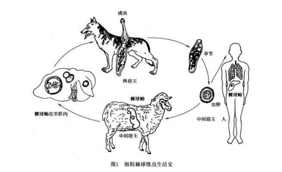 包虫病的早期症状