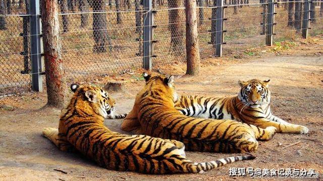 东北虎与巨蟒相比,单挑的时候是森蚺的对手吗?