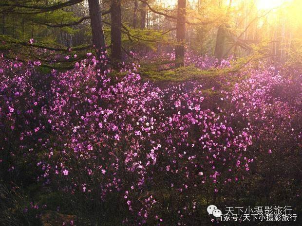 伊春红星杜鹃花海