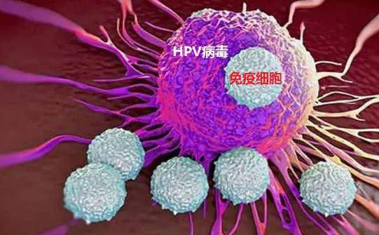 hpv是怎么感染上的感染hpv怎么治疗