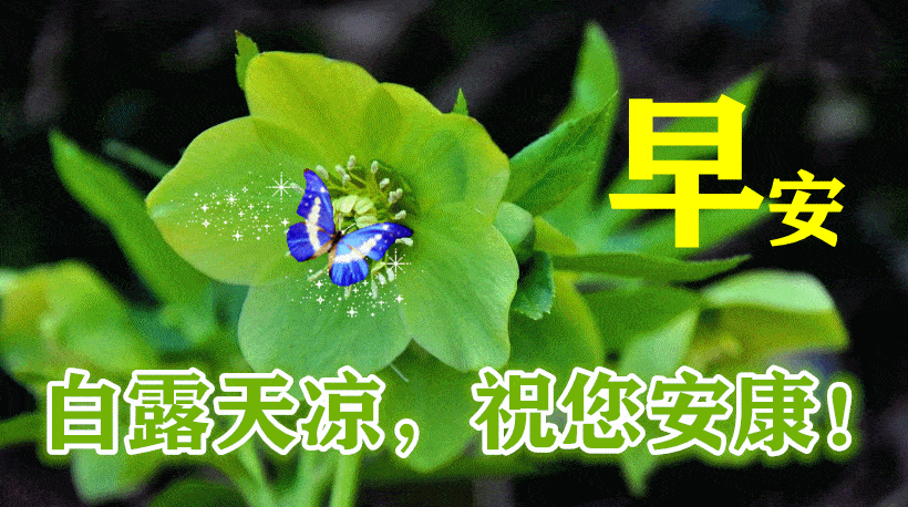 白露早安问候祝福语动态表情鲜花图片 白露节气早上好