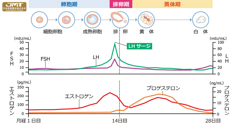 jmt日本医疗正确把握月经的周期对于希望怀孕的人来说很重要