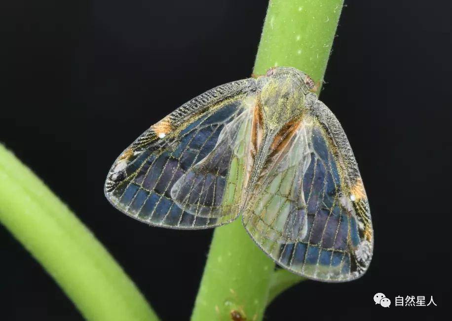 透明疏广翅蜡蝉