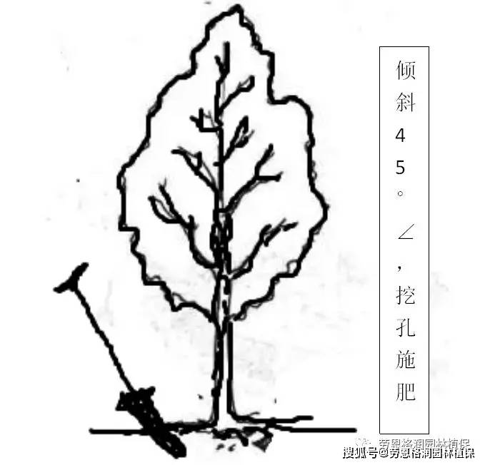 贴秋膘 // 施秋肥_植物