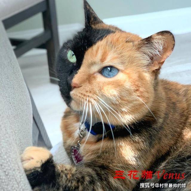 原创双面猫喜当爹,幼崽居然是它的"完美分割",这种现象很罕见