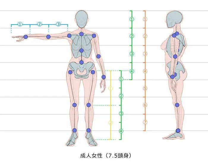 板绘绘制人体时需注意的骨头与比例,干货教程