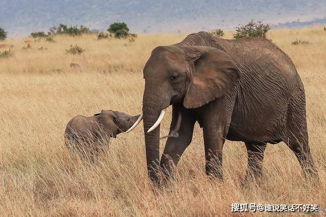 为了拔下大象的两根牙,盗猎者们可谓是不择手段.