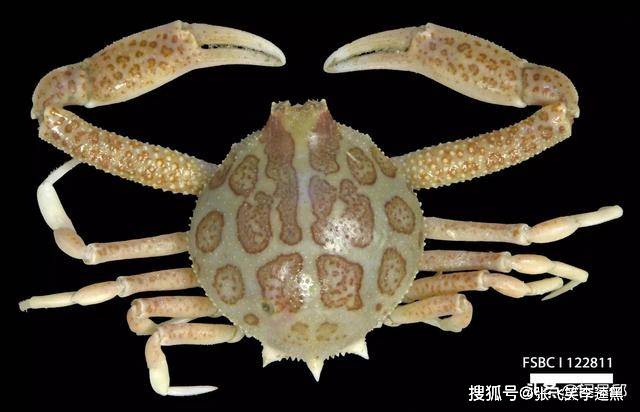 原创10种奇怪的螃蟹有五颜六色的体色有稀奇古怪的模样
