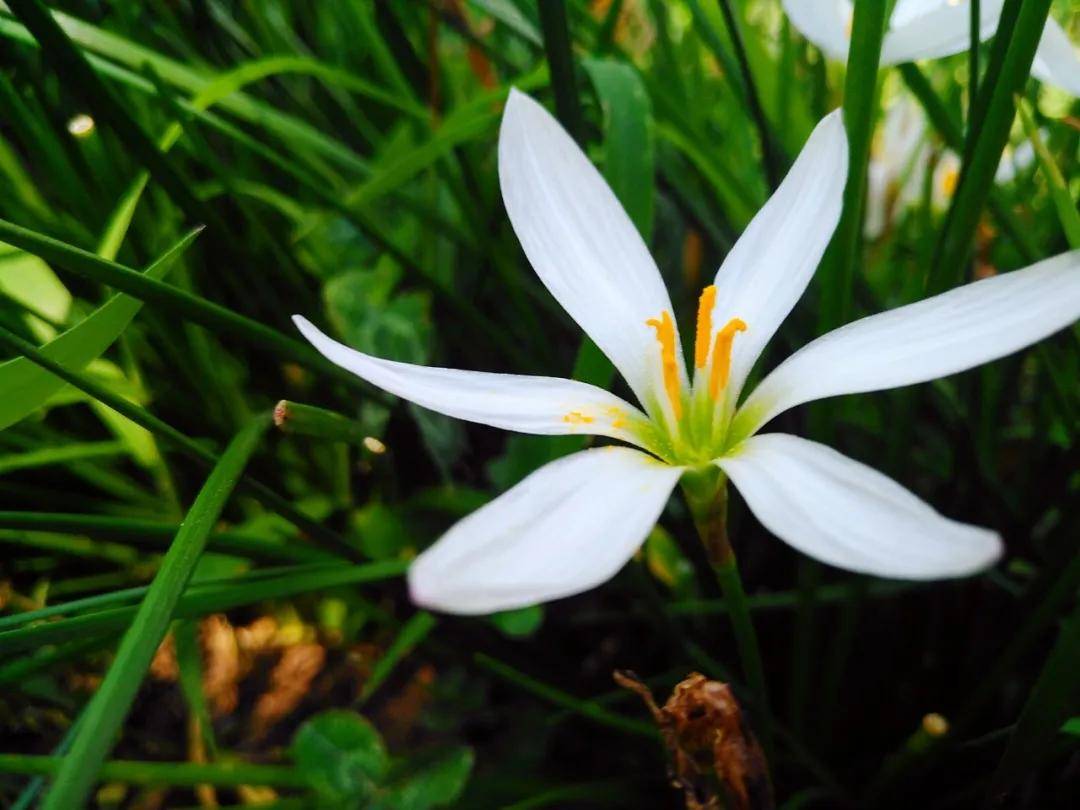 纤细深绿的茎,花生于顶端,茎中空,肥厚,六角的花,黄灿灿的花蕊.