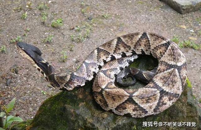 原创多地报道蛇出没常见的十大毒蛇你认识吗如何防止蛇进屋