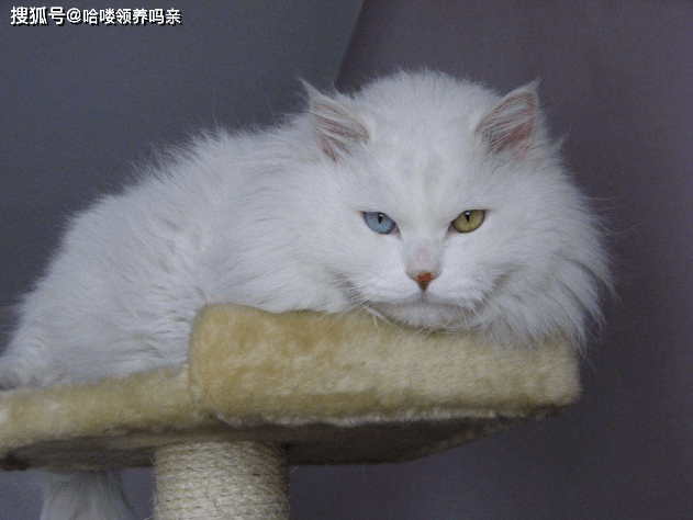 本土猫种狮子猫,一直被称为"布偶平替",现在数量远比布偶稀少