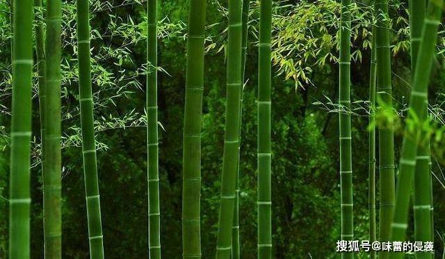 原创竹子开花必有大灾竹子开花真的是灾难降临的预警吗