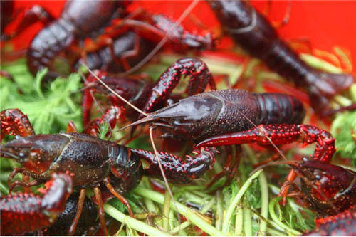 湖北良成农业科技有限公司分析小龙虾的养殖前景