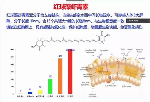 刘建国介绍说,红球藻虾青素亚分子为左旋结构,两端头部亲水而中间长链