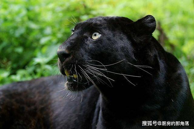 黑豹是豹子的黑色变种,一身黑色,隐约可见身上的豹纹,它就像是身披