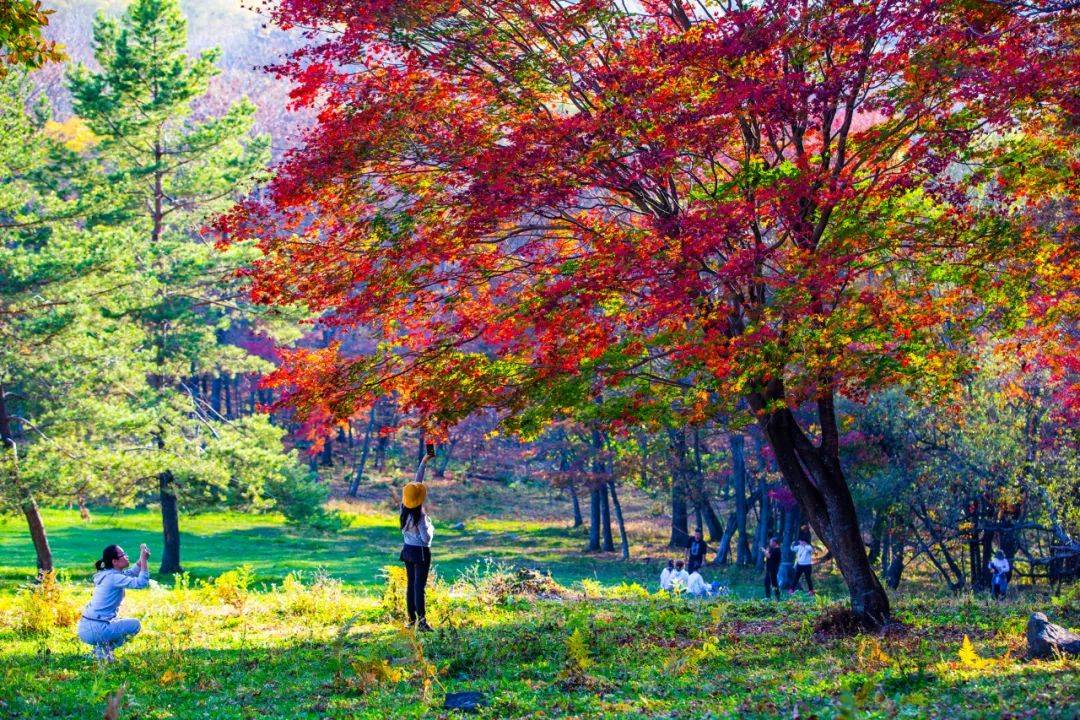 岭上枫林 | 临江市第八届枫叶节开幕式暨2021年旅游线路推介会即将